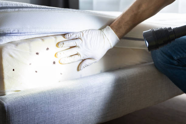 Best Mosquito Control Services  in Mantua, UT
